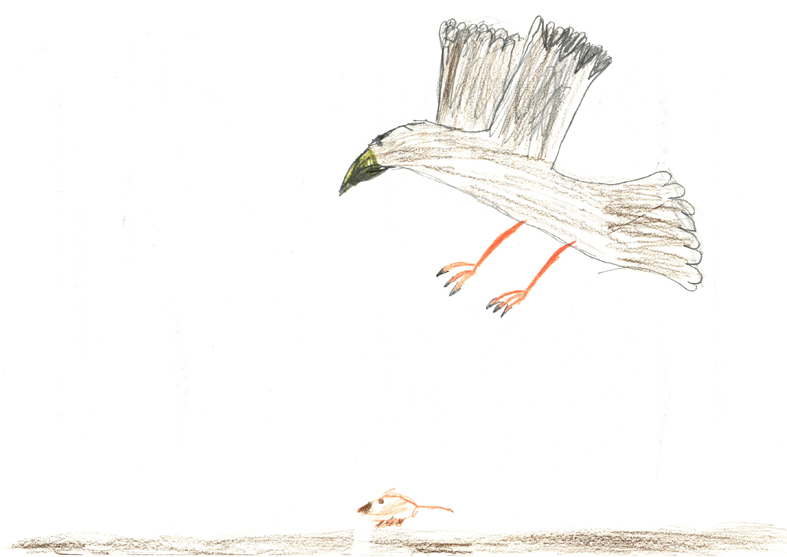 Adler=