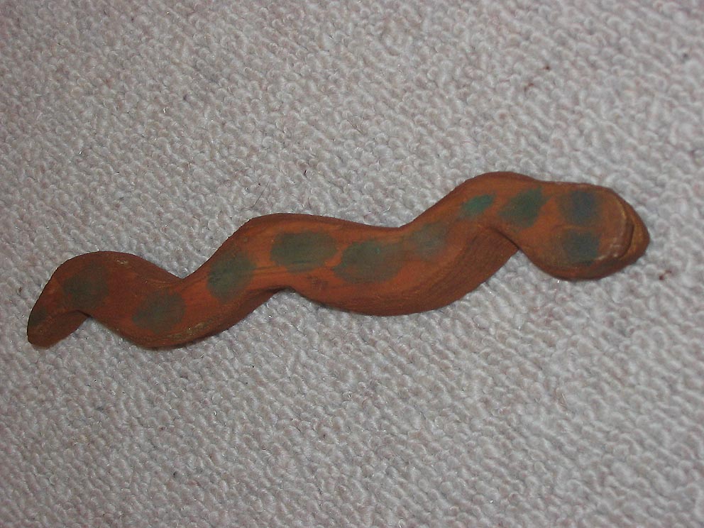 Schlange